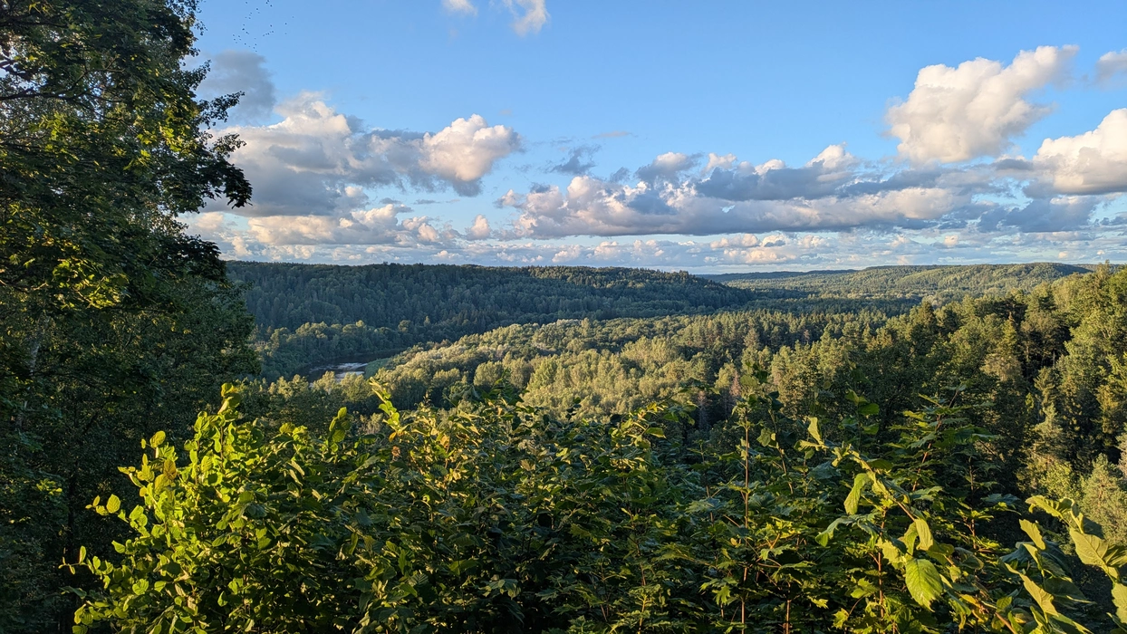 Forest view